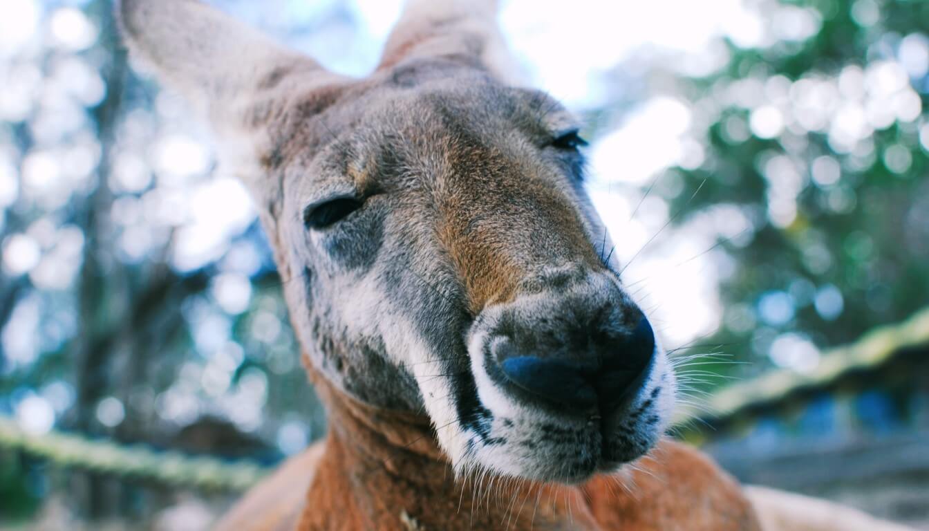 Kangaroo. Lone Pine Koala Sanctuary, Fig Tree Pocket, Australia - travel destinations in Australia and Oceania