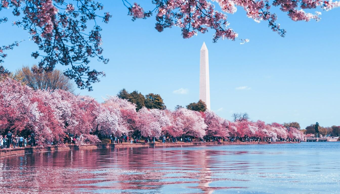 Cherry blossoms in Washington D.C. - best time to visit North America weather guide