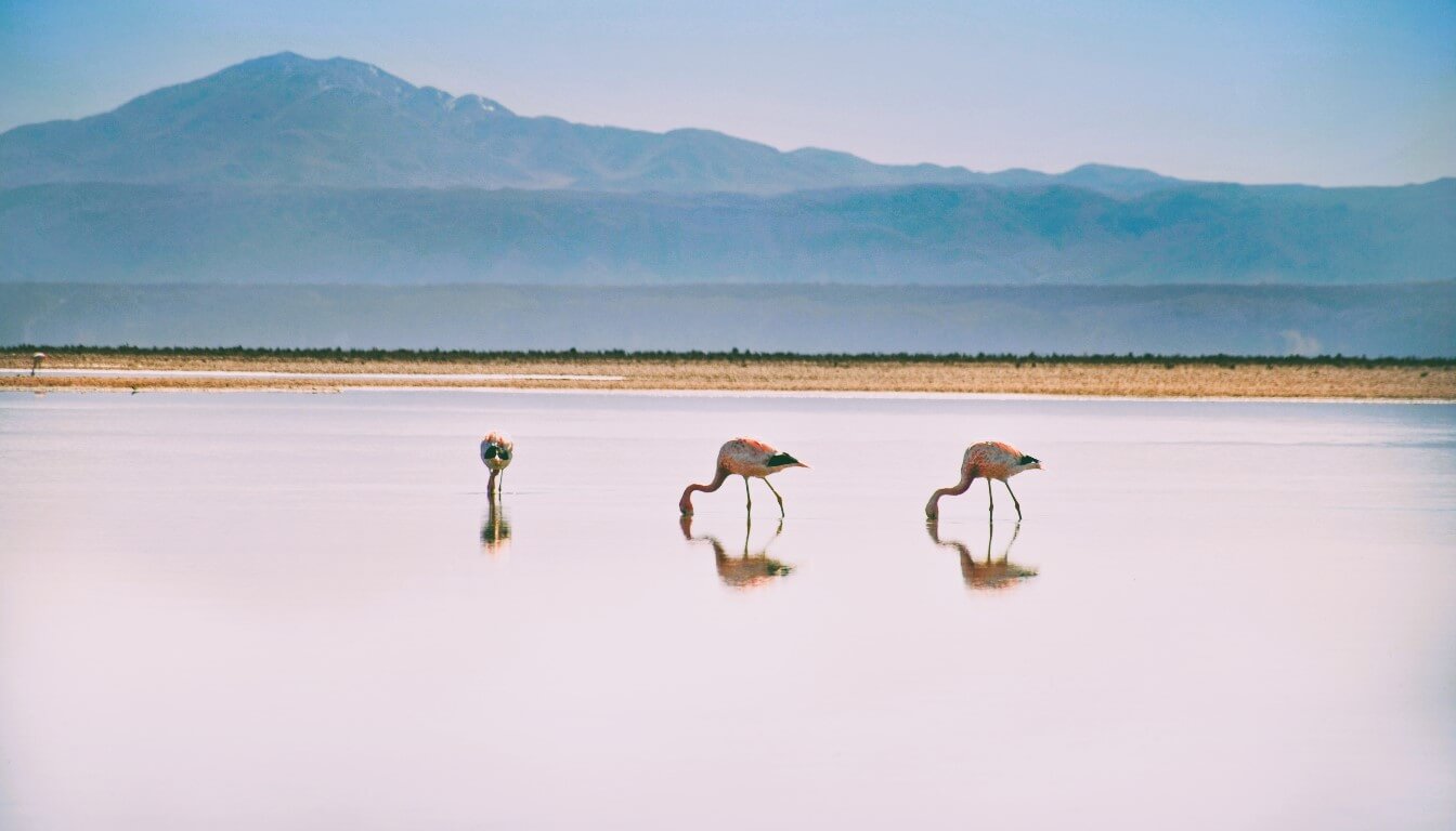 Flamingos of Laguna Chaxa, San Pedro de Atacama, Chile - travel destinations in South America